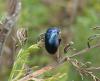 Chrysolina interstincta